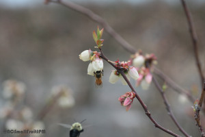 Cover photo for Does Bee Diversity Change How Pollinators Behave in Blueberries?