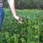 Crimson clover and hairy vetch