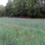 Rye cover crops