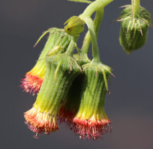 close up of flower heads with salmon-red color